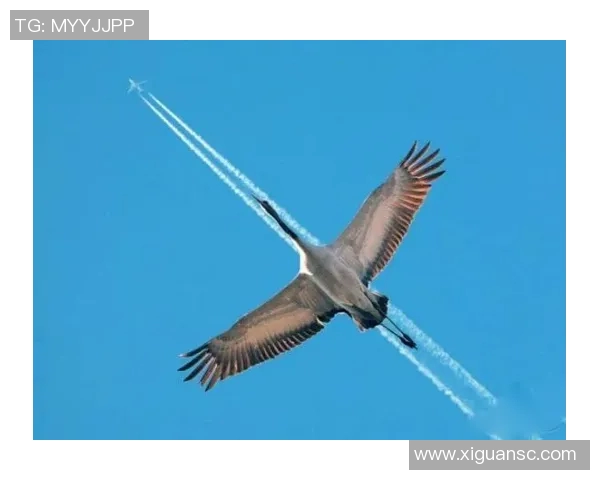 鸟栖沙岩与札的奇妙对比探讨自然与人文的交融之美 鸟栖沙岩与札的奇妙对比探讨自然与人文的交融之美