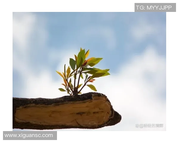 景菡一的成长之路:从平凡到卓越的蜕变与坚持 景菡一的成长之路:从平凡到卓越的蜕变与坚持